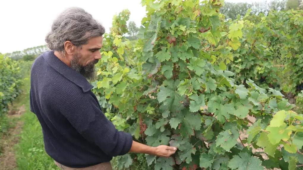 La Lutte Continue Contre la Flavescence Dorée : Les Vignerons de Panzoult et de Cravant-les-Coteaux à l’Œuvre